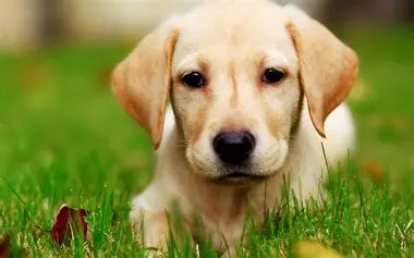 Pour chiens