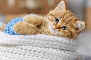 Pour chats